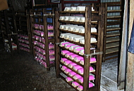 蒲鉾製造中