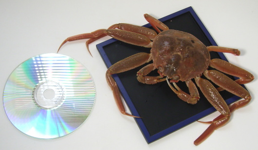 コウバコガニのサイズ。CDと比べてみました。これがズワイガニのメスです。